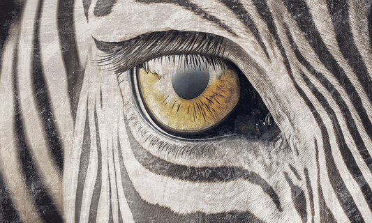 Zebra gaze