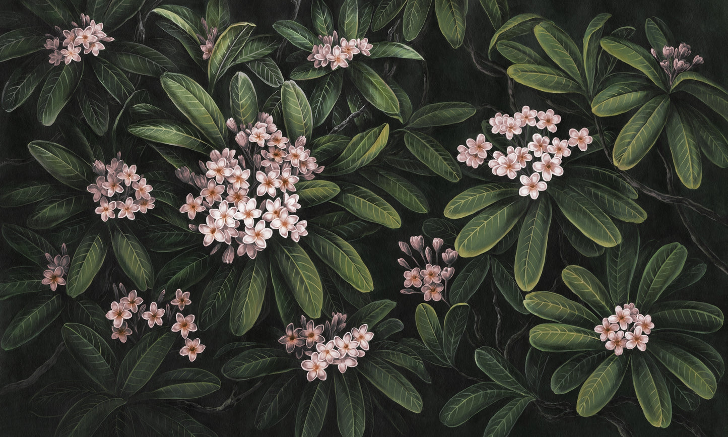 Frangipani